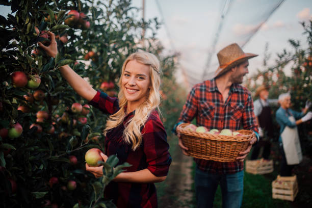 istock Woman picking up fruit on plantation 1056016060
