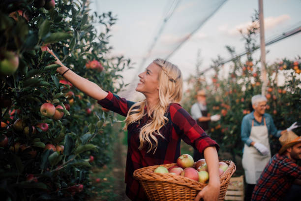 istock Happy young woman picking fruit 1056016124