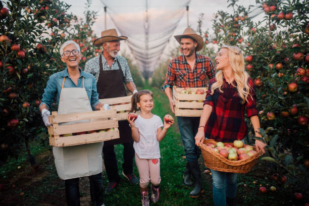 familia de múltiples generaciones sosteniendo cajas de manzana - apple orchard child apple fruit fotografías e imágenes de stock