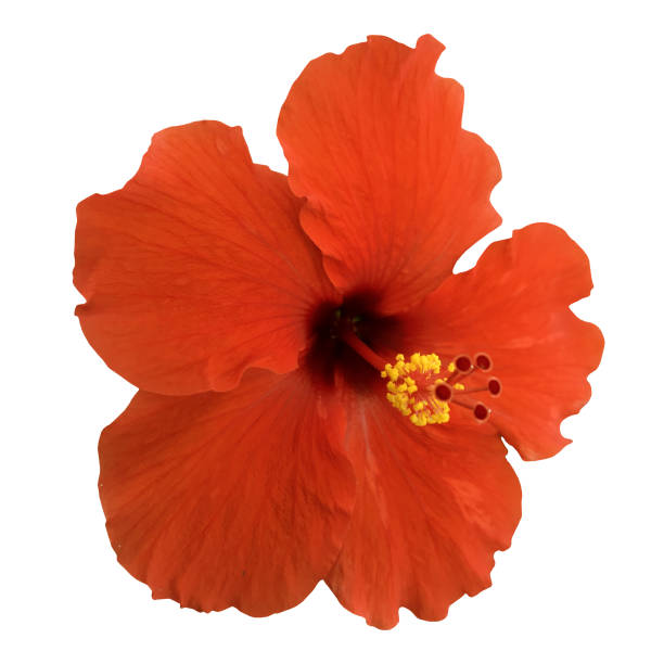 istock Hibiscus flower isolated 1056017168