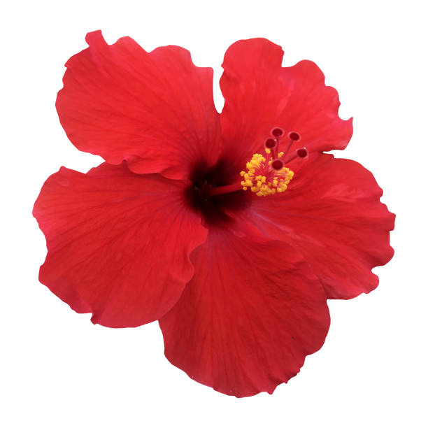 istock Hibiscus flower isolated 1056017188