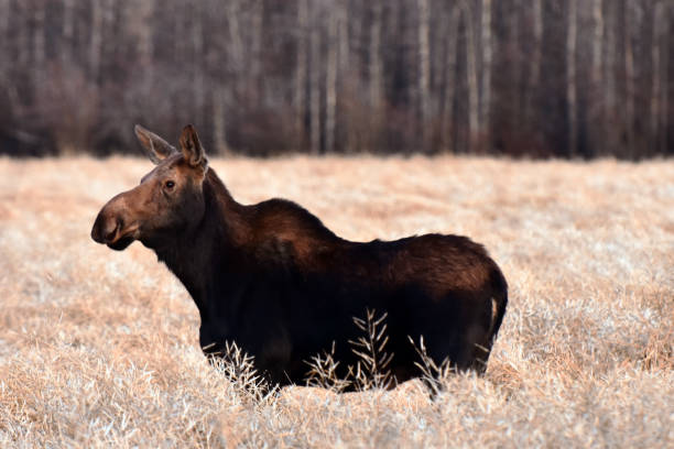 Cow Moose An image of a single cow moose standing in a canola field in autumn. cow moose stock pictures, royalty-free photos & images