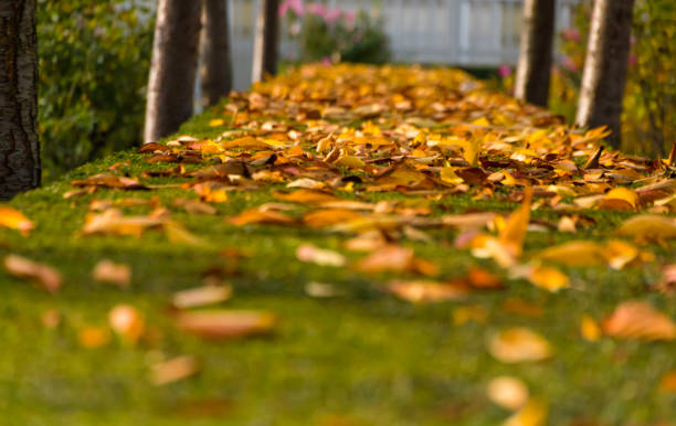 Leaves in late autumn
