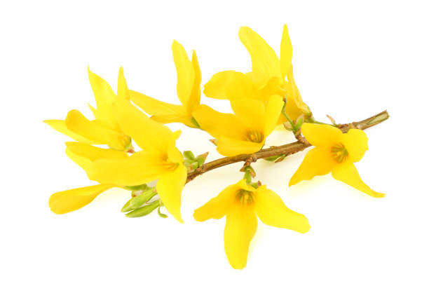yellow flower with green leaf isolated on white background