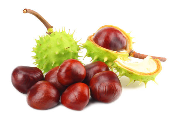 istock chestnuts isolated on white background. Healthy background. 1056019516