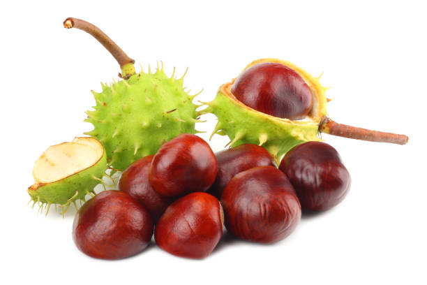 istock chestnuts isolated on white background. Healthy background. 1056019522