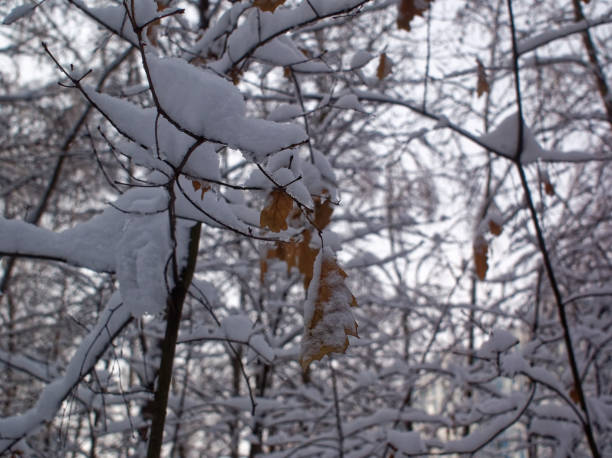 istock trees in the winter Park on a cloudy day 1056022054
