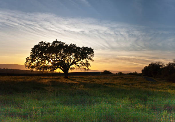 istock Autumn evening glow in an open area in evergreen, CA 1056022092