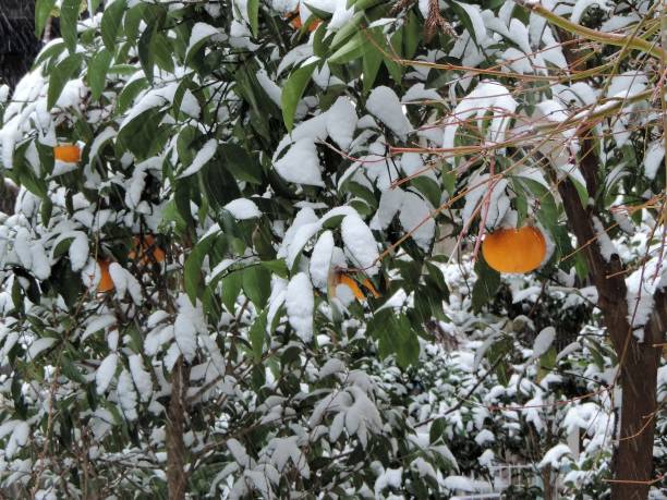 istock heavy snow in Tokyo 1056022404