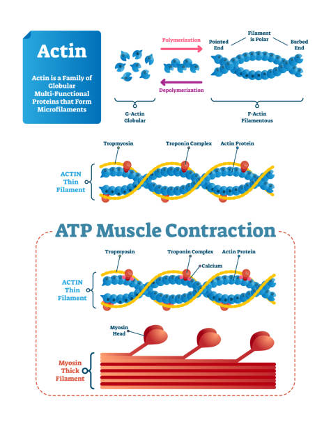 ilustracja wektora actin. oznaczony schemat ze strukturą białka. - actin stock illustrations