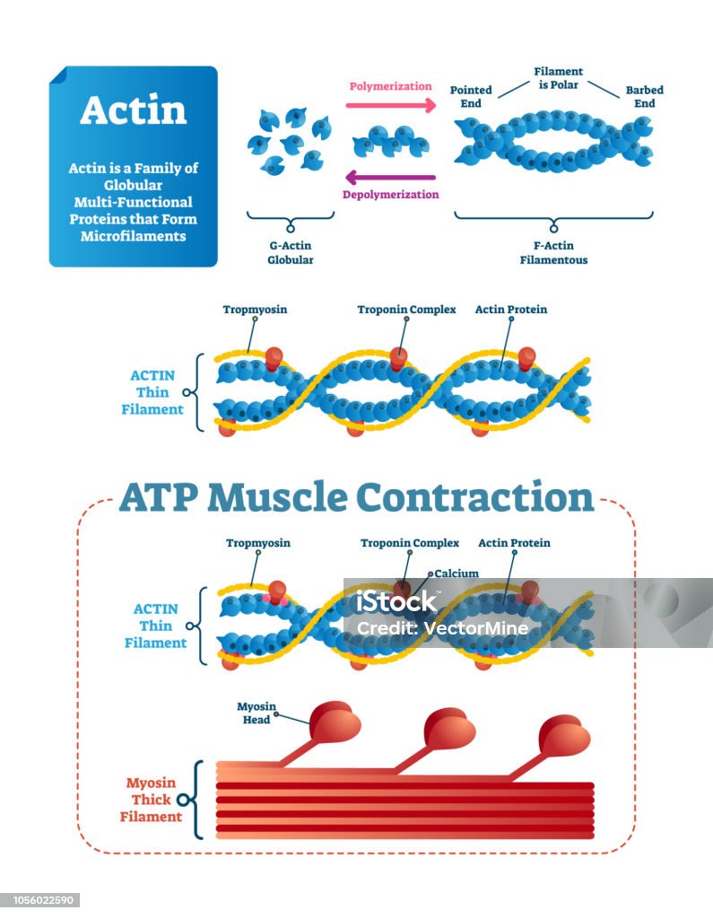 Actin Graph Actin Vector Illustration Labeled Diagram With Protein Structure Stock ...