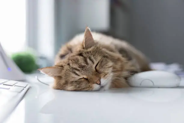 Photo of Little cat sleeping on desk near computer mouse