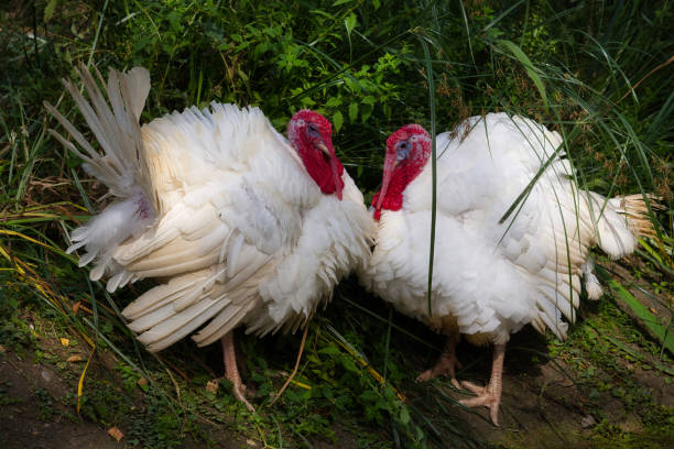 istock Full view of pair wild white turkey (Meleagris gallopavo) on the meadow 1056026922
