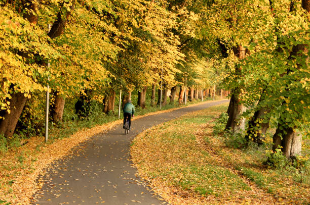 Road through Autumn leaves in Copenhagen Denmark