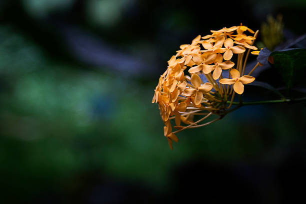 flor en jardín de la isla grande de hawaii. - arrepollado de las hojas fotografías e imágenes de stock