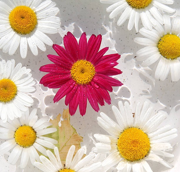 Daisies in water stock photo