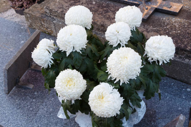 istock Chrysanthemum plant on a tombstone 1056033028