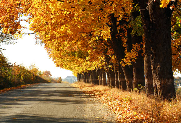 istock Yellowed autumn trees along the asphalt road 1056035132