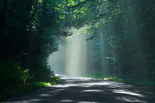 Hazy light coming through the tree tops in forest