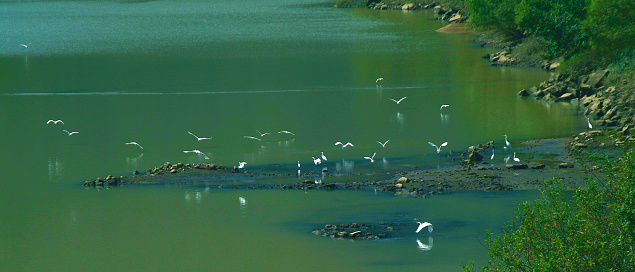In Yongju-myeon, Hapcheon-gun, Gyeongsangnam-do, there is an auxiliary dam downstream of Hapcheon Dam, which is a stage for the activities of the erets in summer.  This photo shows the ethrobs flying to catch fish as small fish drift away from the hapcheon dam, which is the main dam, and discharges water to the auxiliary dam for development.