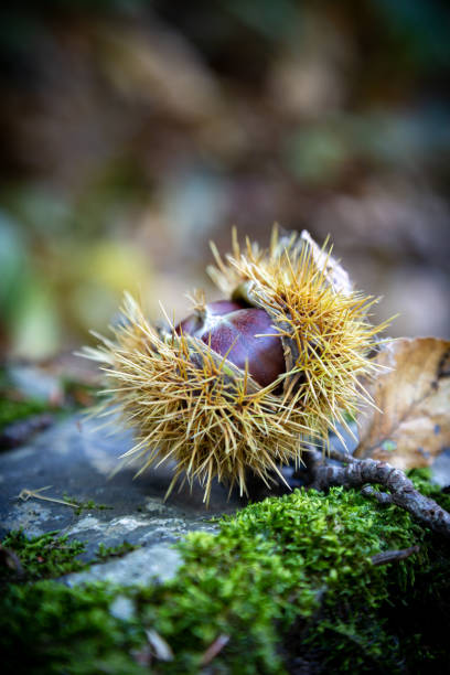 森に熟した甘い栗のクローズ アップ - chestnut close up close to macro ストックフォトと画像