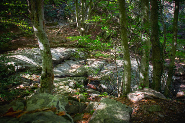 istock Beautiful beech forest detail in autumn 1056043654
