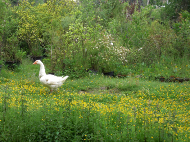 istock One goose with orange and yellow touches 1056043686