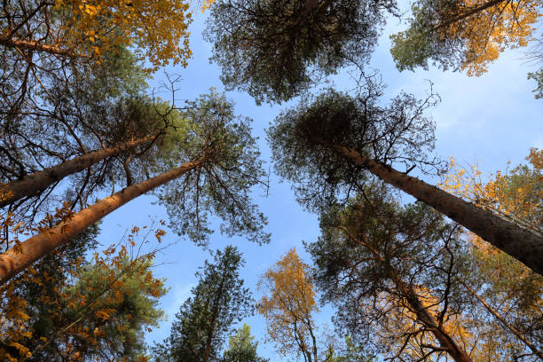 istock Autumn forest in Karelia, Russia 1056044340