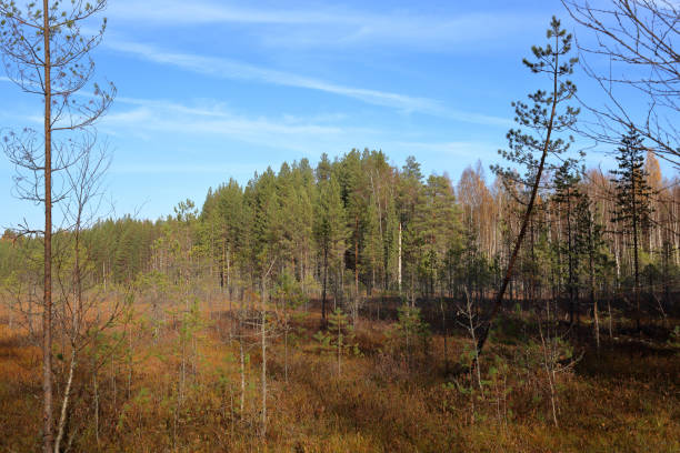 istock Autumn forest in Karelia, Russia 1056044462
