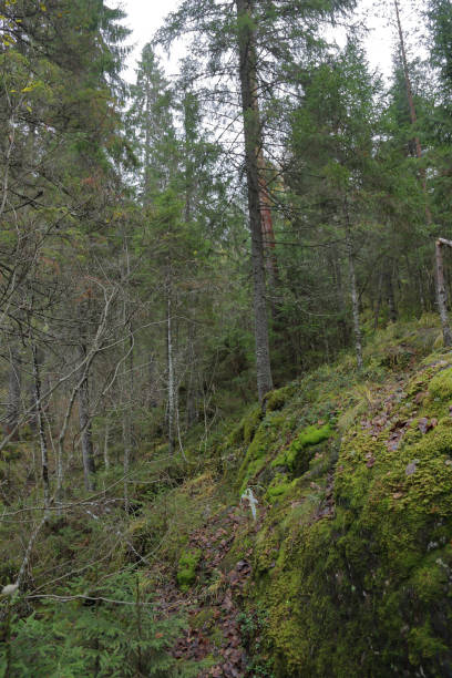 istock Autumn forest in Karelia, Russia 1056044500