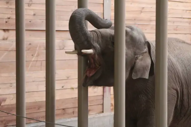Elephant getting fed