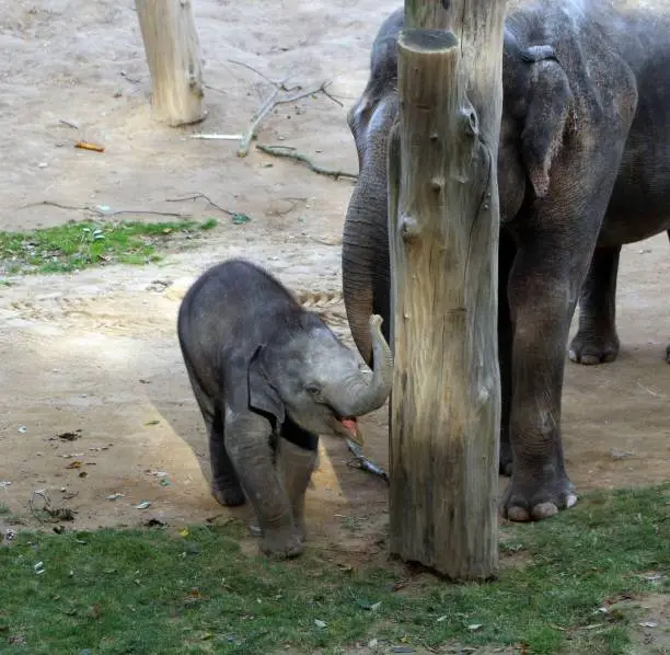 A happy elephant calf with his mother