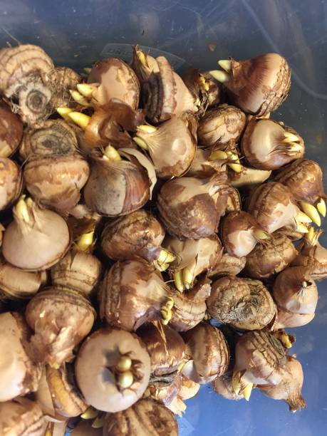 istock Lots of crocus bulbs getting ready to be planted in the ground 1056050104
