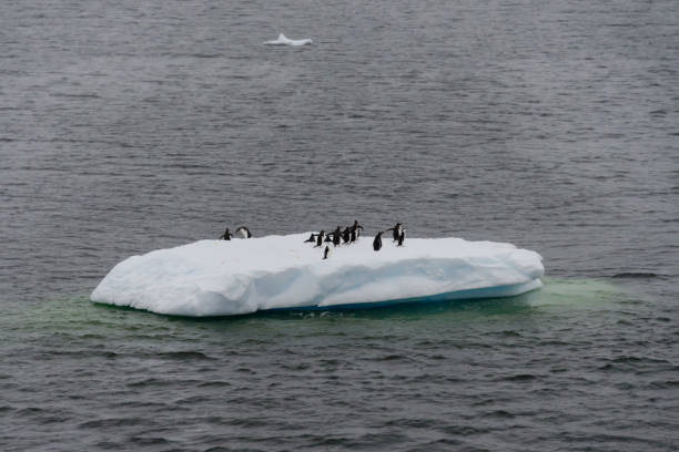 istock Penguins on the ice in sea 1056050196
