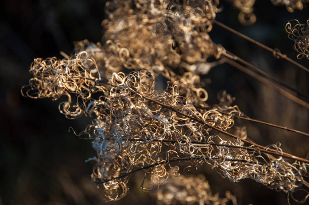 istock Dry flower of fireweed (Chamerion angustifolium) 1056053204