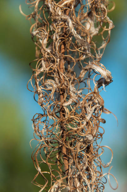 istock Dry flower of fireweed (Chamerion angustifolium) 1056053350