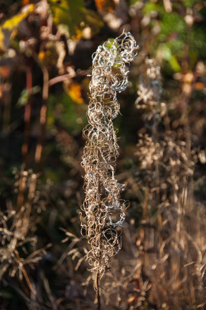istock Dry flower of fireweed (Chamerion angustifolium) 1056055104