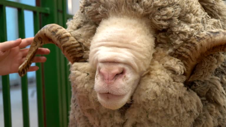 1,007 Funny Sheep Stock Videos and Royalty-Free Footage - iStock | Funny sheep haircut, Funny sheep white background, Funny sheep face 1,007 Funny Sheep Stock Videos and Royalty-Free Footage - iStock | Funny sheep haircut, Funny sheep white background, Funny sheep face