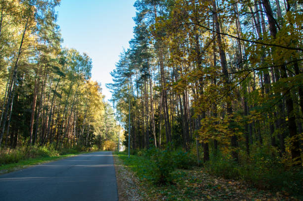 istock Autumn forest in Russia 1056057110
