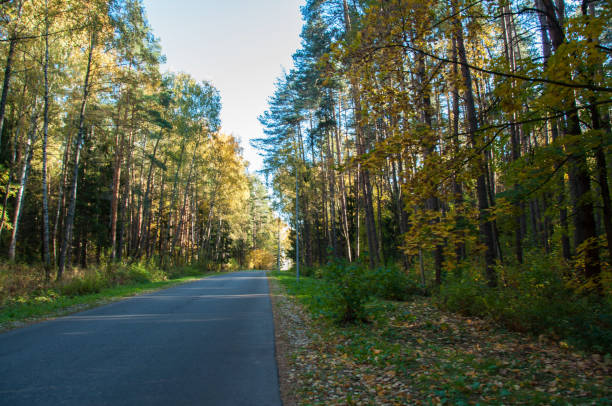 istock Autumn forest in Russia 1056057112