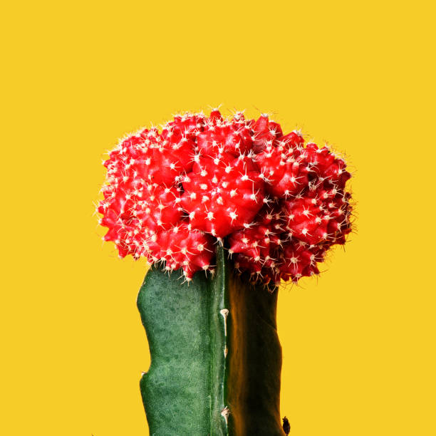 istock Close-up grafted cactus on yellow background 1056059382