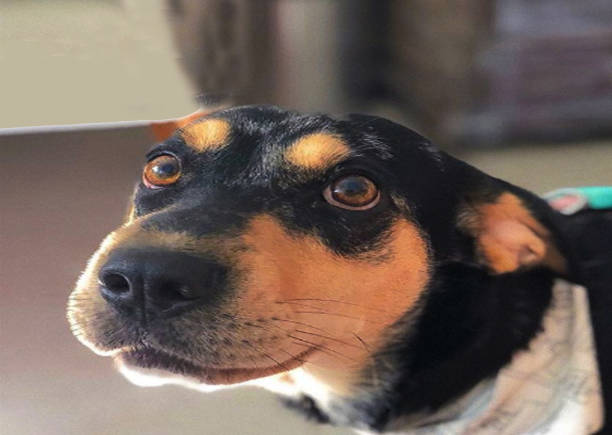 istock Innocent dog looking to dog owner 1056059772