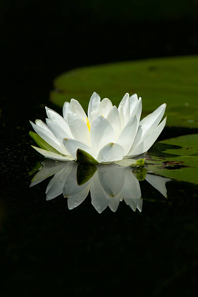 istock Wild White Lily Pad Flower With Reflection On Calm Water 105606072