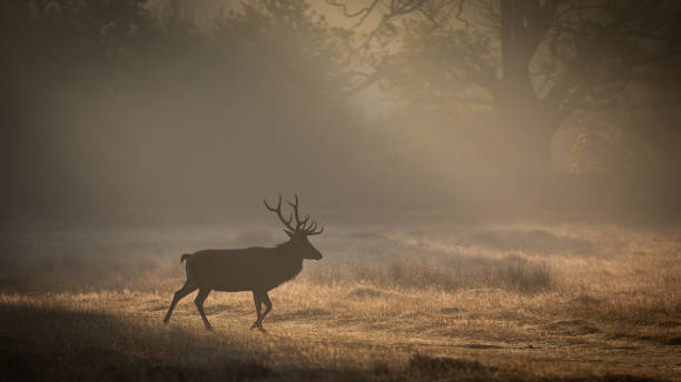 istock Red Deer In Sunrise Mist 1056061534