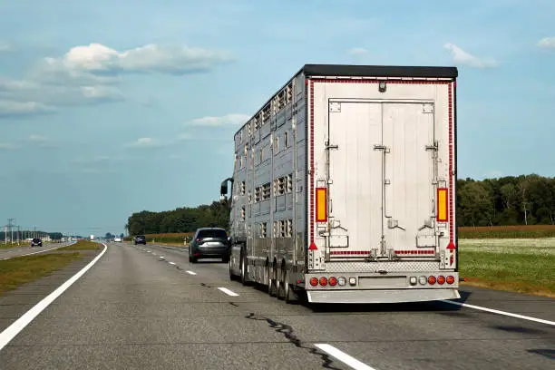 Truck carries domestic animals, cattles, livestocks along the highway, side view of the trailer