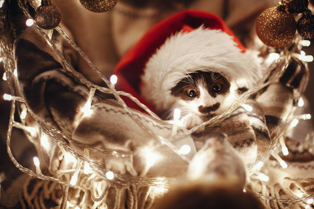 cute kitty in santa hat sitting in basket with lights and ornaments under christmas tree in festive room, looking at dog friend. merry christmas concept. atmospheric image. space for text - animal domestic cat basket kitten imagens e fotografias de stock