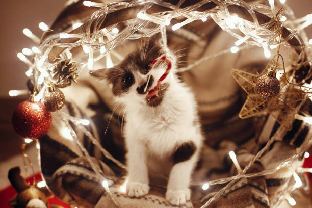 cute kitty playing in basket with lights and ornaments under christmas tree in festive room. merry christmas concept. atmospheric image. space for text. adorable kitten biting candy cane - animal domestic cat basket kitten imagens e fotografias de stock