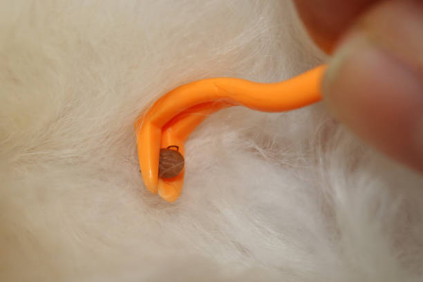 removal of a tick from a cat. tick removal in a pet - ectoparasite imagens e fotografias de stock