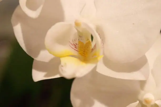 details of petals on white orchid