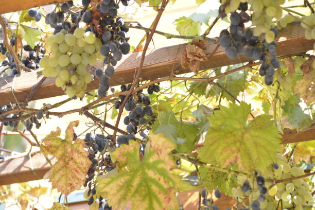 Grapevine on the pergola in the garden